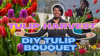 Growing Tulips in Raised Beds - Amazing Spring Garden Results!