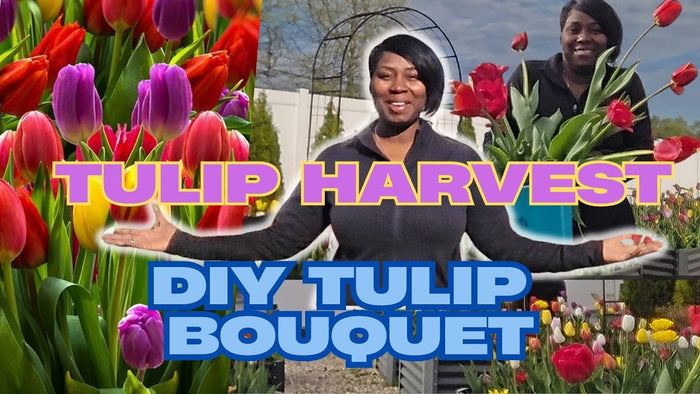 Growing Tulips in Raised Beds - Amazing Spring Garden Results!