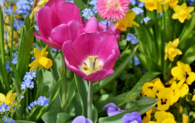 Fall Bulbs