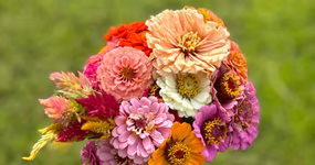 Summer Abundance Share