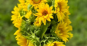 Sunflower Lover's Share