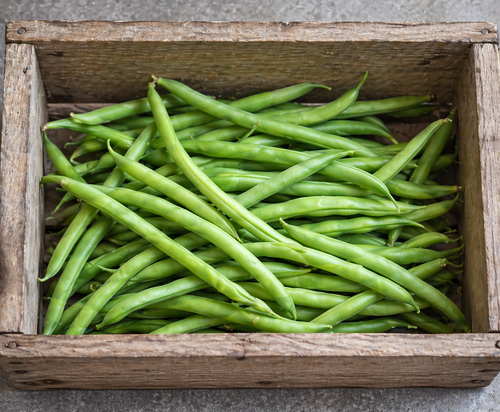 Provider/ Bean Seed