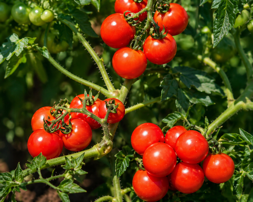 Washington Cherry/ Organic Tomato Seed